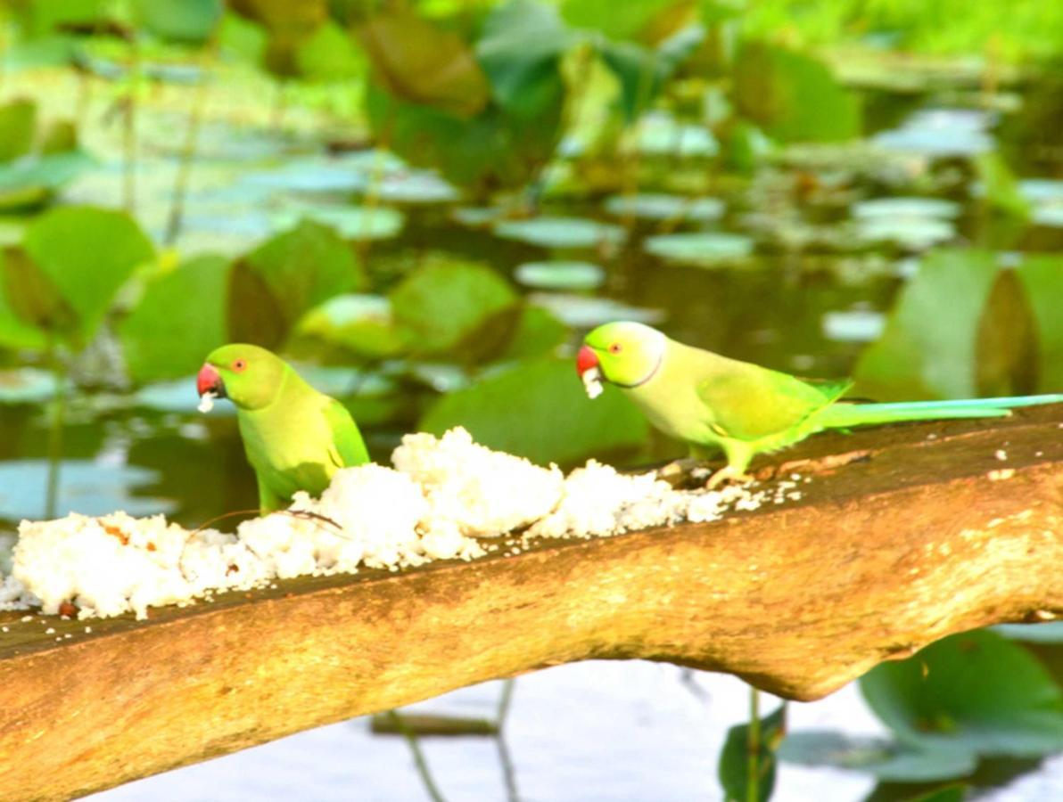 Meegahapokuna Resort Anuradhapura Εξωτερικό φωτογραφία